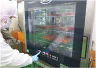 宮古島 マンゴー | 宮古島マンゴー専門工房 ティダファクトリ TidaFactory | スチームコンベクションオーブン