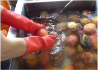 宮古島 マンゴー | 宮古島マンゴー専門工房 ティダファクトリ TidaFactory | ①選果・洗浄