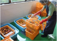 宮古島 マンゴー | 宮古島マンゴー専門工房 ティダファクトリ TidaFactory | ②殺菌