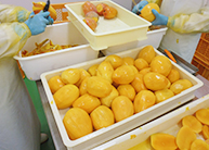 宮古島 マンゴー | 宮古島マンゴー専門工房 ティダファクトリ TidaFactory | ④一次加工（皮むき）